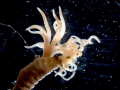 Polychaeta (bristle worms)