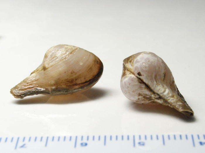 Cuspidaria glacialis (pair)