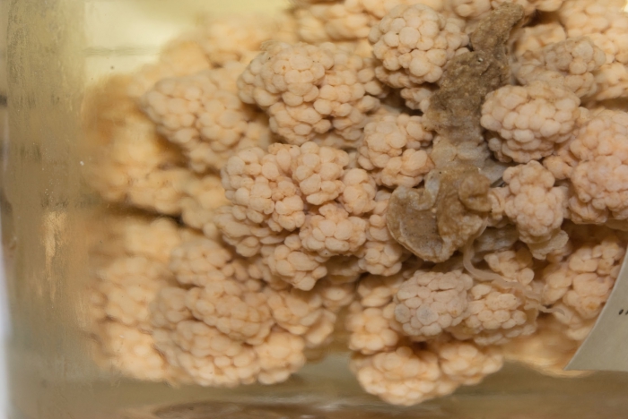 Drifa glomerata Drifa glomerata