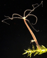 Hydra oligactis from Geneva, Switzerland