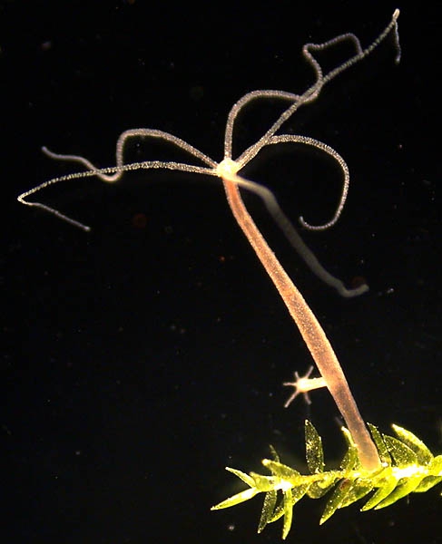 Hydra oligactis from Geneva, Switzerland Hydra oligactis from Geneva, Switzerland