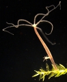 Hydrozoa (hydroids)