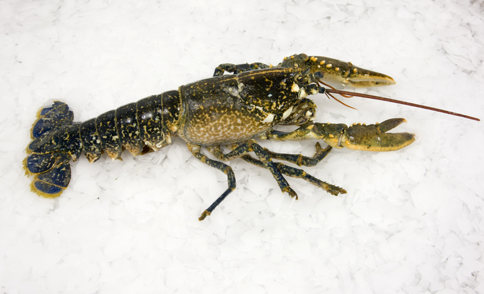 Homarus gammarus