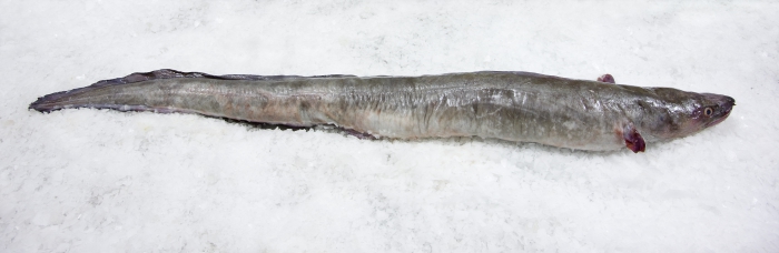 Conger conger Conger conger
