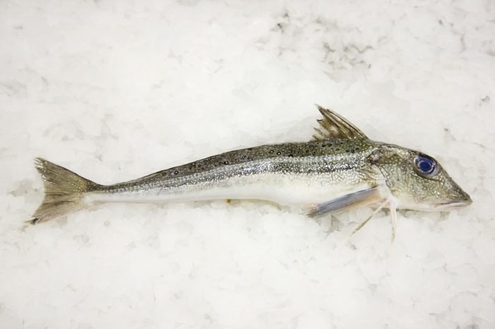 Eutrigla gurnardus Eutrigla gurnardus