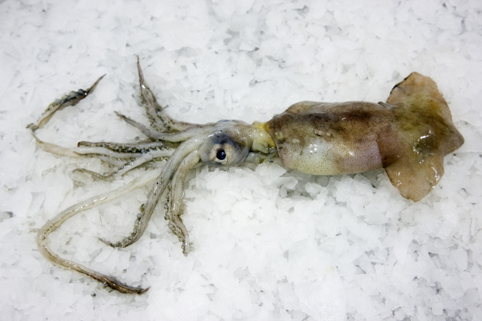 Alloteuthis subulata Alloteuthis subulata