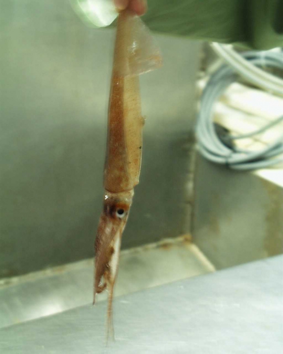 squid squid