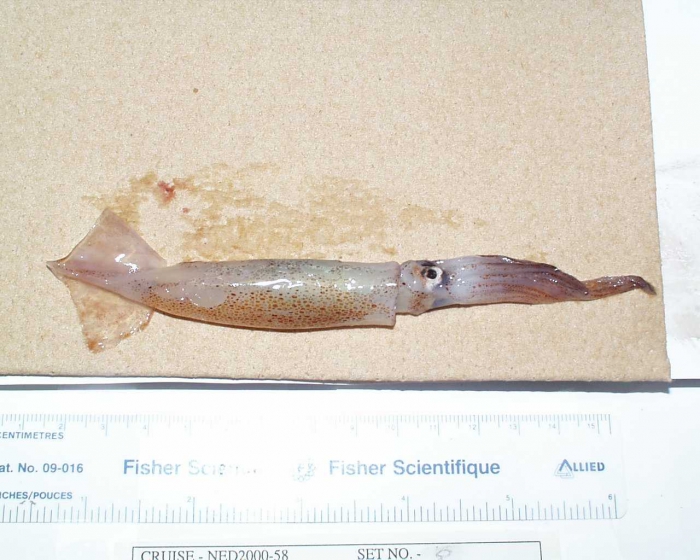squid squid