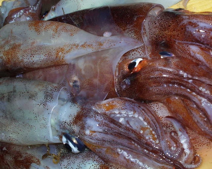 squid squid