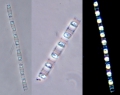 Chromista - Bacillariophyceae (diatoms)