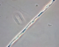 Chromista - Bacillariophyceae (diatoms)