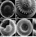 Chromista - Bacillariophyceae (diatoms)