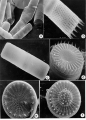 Chromista - Bacillariophyceae (diatoms)