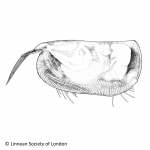 Ostracoda (seed shrimp)