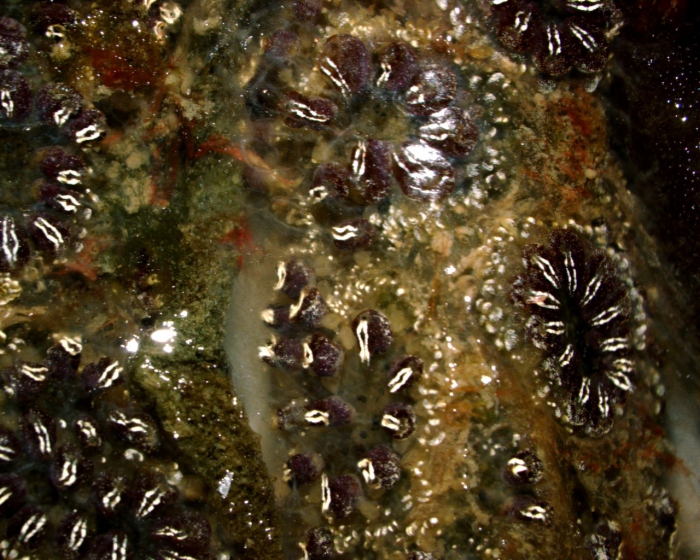 Botryllus schlosseri Botryllus schlosseri