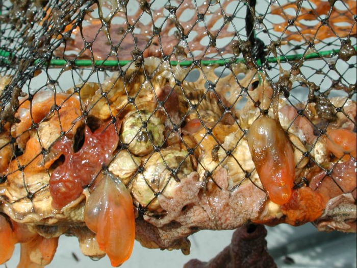 Ciona intestinalis Ciona intestinalis
