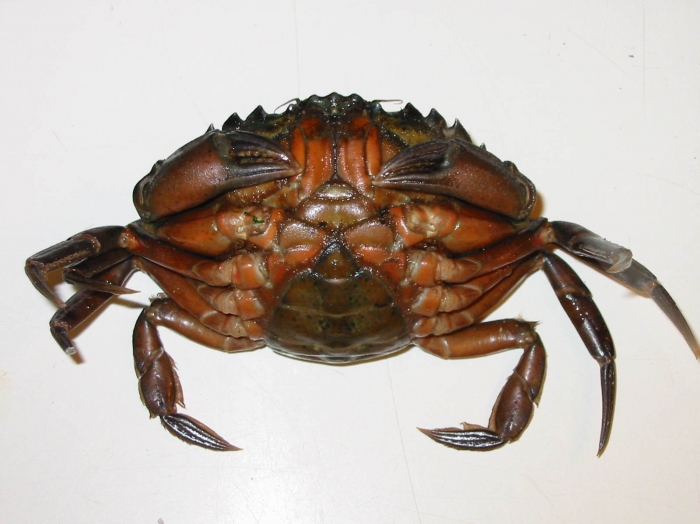 Carcinus maenas