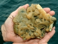 Tunicata (sea squirts)