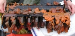 AIS sampling gear - collector with tunicates (Ascidiacea)