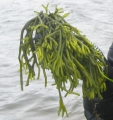 Chlorophyta (green algae)