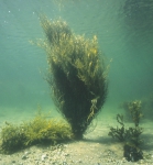 Macroalgae