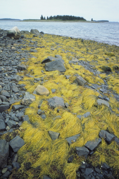 Ascophyllum Ascophyllum