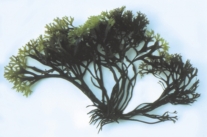 Chondrus crispus Chondrus crispus