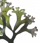 Chondrus - male plant