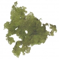 Chlorophyta (green algae)