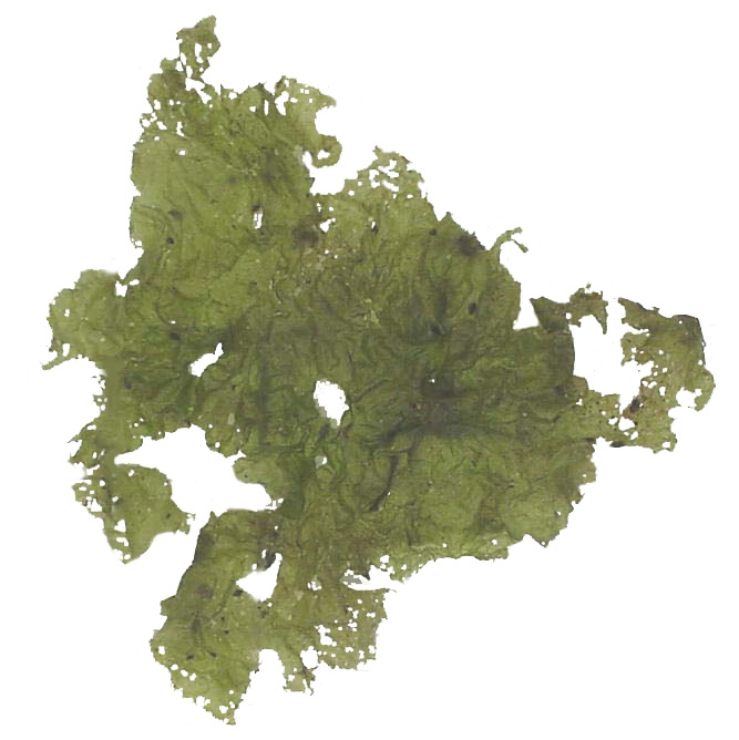 Ulva Ulva