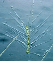 Chromista - Bacillariophyceae (diatoms)