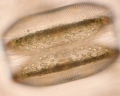 Chromista - Bacillariophyceae (diatoms)