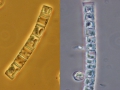 Chromista - Bacillariophyceae (diatoms)