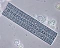 Chromista - Bacillariophyceae (diatoms)