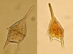 Dinoflagellates