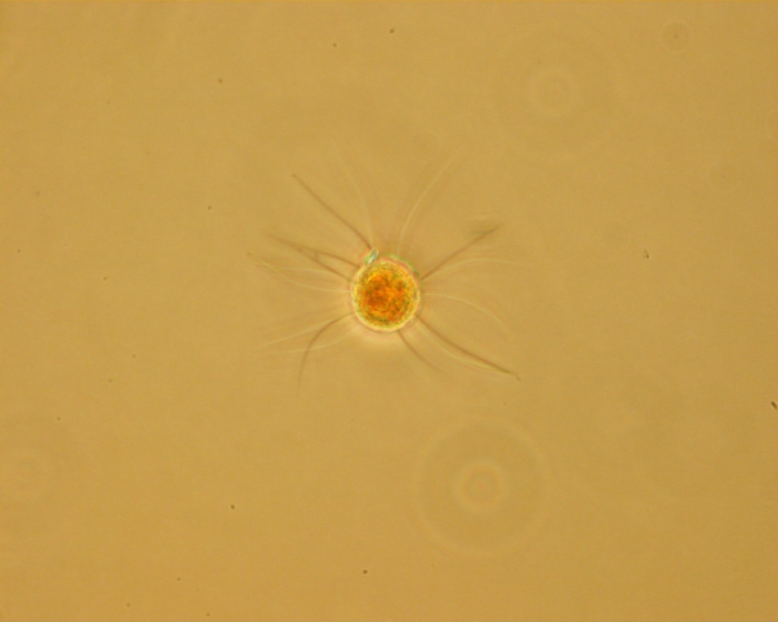 Micracanthadinium claytonii Micracanthadinium claytonii