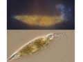 Chromista - Bacillariophyceae (diatoms)