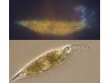 Eutreptiella braaudii