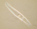 Chromista - Bacillariophyceae (diatoms)