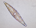 Chromista - Bacillariophyceae (diatoms)