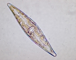 Macroalgae