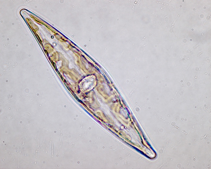 Pleurosigma angulatum Pleurosigma angulatum