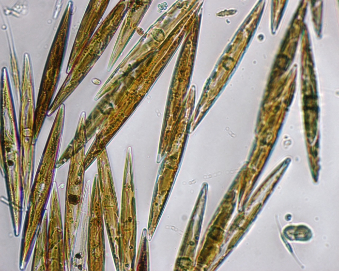 Pseudo-nitzschia Pseudo-nitzschia