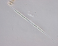 Chromista - Bacillariophyceae (diatoms)