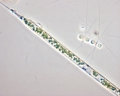 Chromista - Bacillariophyceae (diatoms)