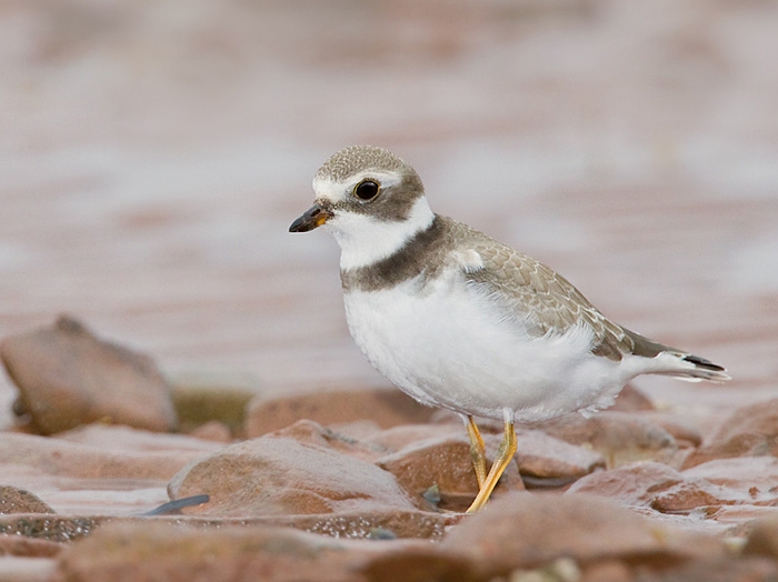 Charadrius semipalmatus - Semipalmated Plover Charadrius semipalmatus - Semipalmated Plover