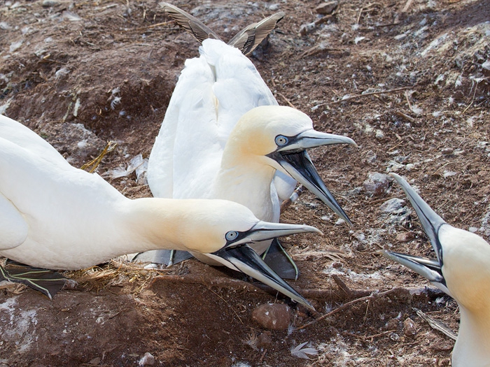 Morus bassanus - Northern Gannet