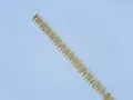 Chromista - Bacillariophyceae (diatoms)