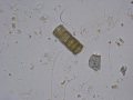 Chromista - Bacillariophyceae (diatoms)