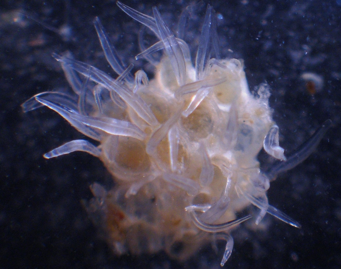 Chaperiopsis quadrispinosa, East Weddell Sea, 2008 